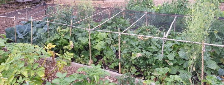 Image of Brockwell Park Community Greenhouses